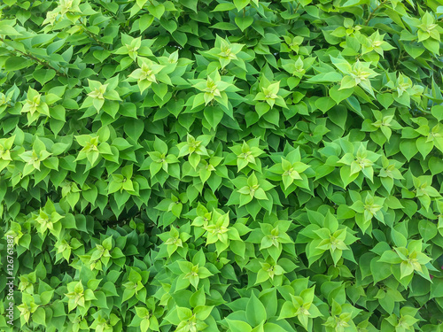 Green leaf star background