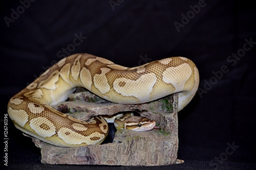 python butter pastel