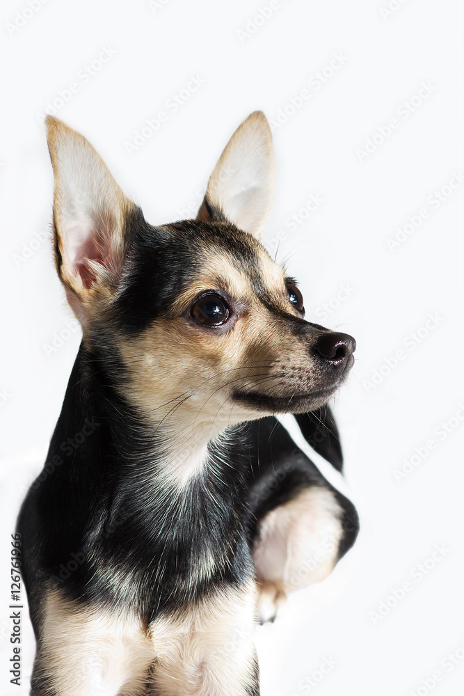 Fototapeta premium Russian toy Terrier