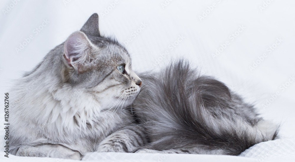 gorgeous silver cat of siberian breed