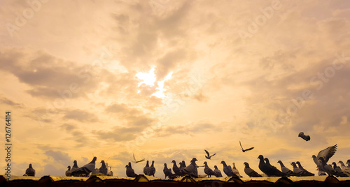 flock of pegeon on th roof with sun set