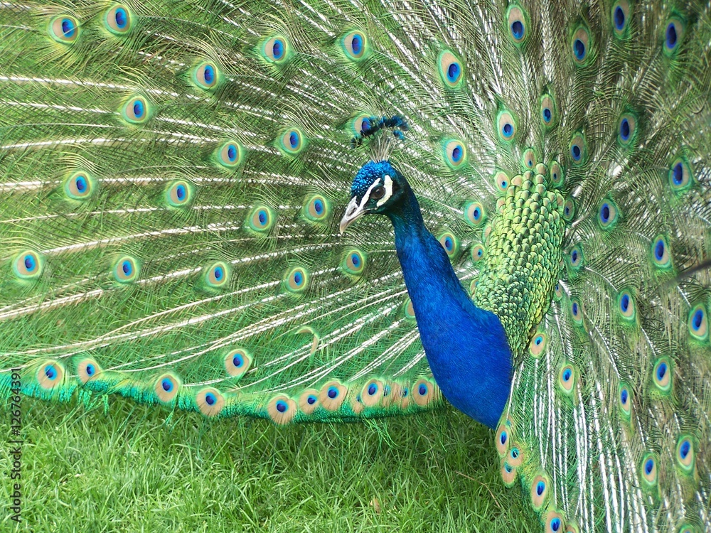 Obraz premium Peacock