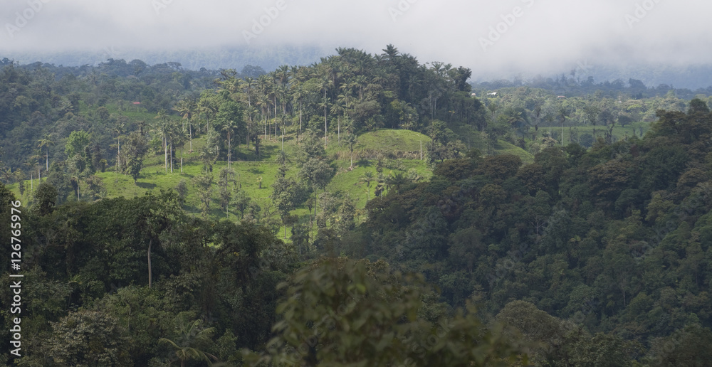 Destruction of Rainforest Habitat, Cloud Forest, Ecuador