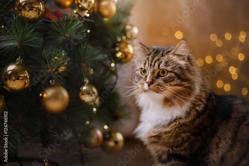 Tabby and happy cat. Christmas season 2017, new year