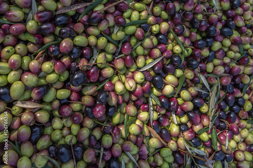 Fresh harvested olives