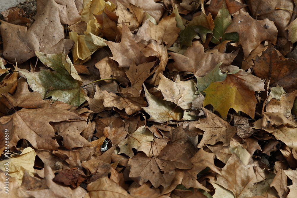 HOJAS DE ARBOL SECAS Y CAIDAS POR EL OTOÑO HOJAS DE ARBOL SECAS Y CAIDAS POR EL OTOÑO