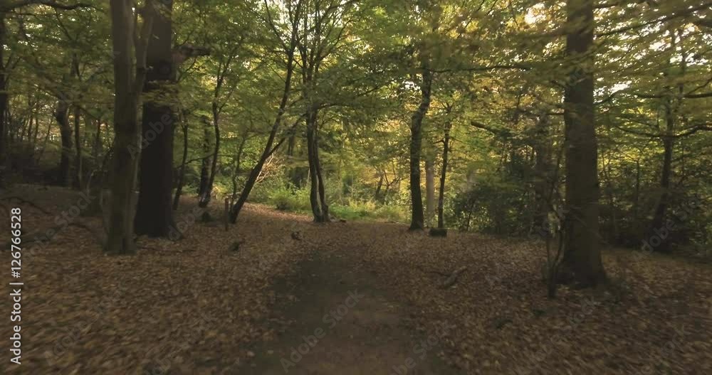 Aerial fly low under trees over a path in a forest in Autumn Aerial fly low under trees over a path in a forest in Autumn