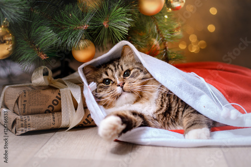 Fototapeta Naklejka Na Ścianę i Meble -  Tabby and happy cat. Christmas season 2017, new year