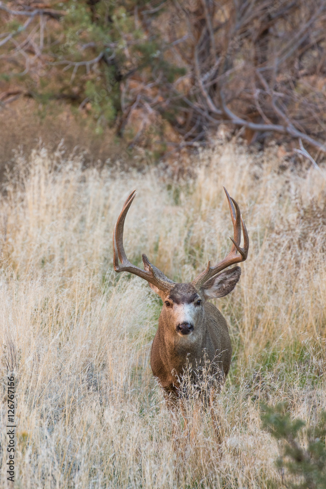 Mule Deer Buck Mule Deer Buck