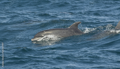 Bottlenose Dolphin, Galapagos