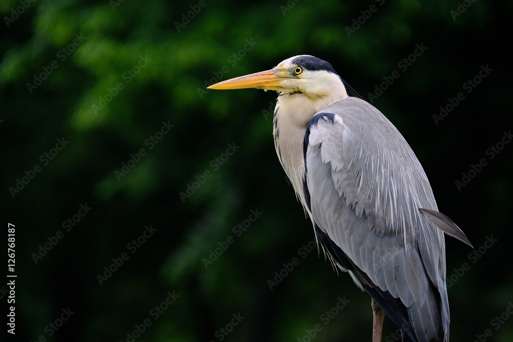 héron cendré oiseau échassier bec poisson mangeur bassin faro héron cendré oiseau échassier bec poisson mangeur bassin faro