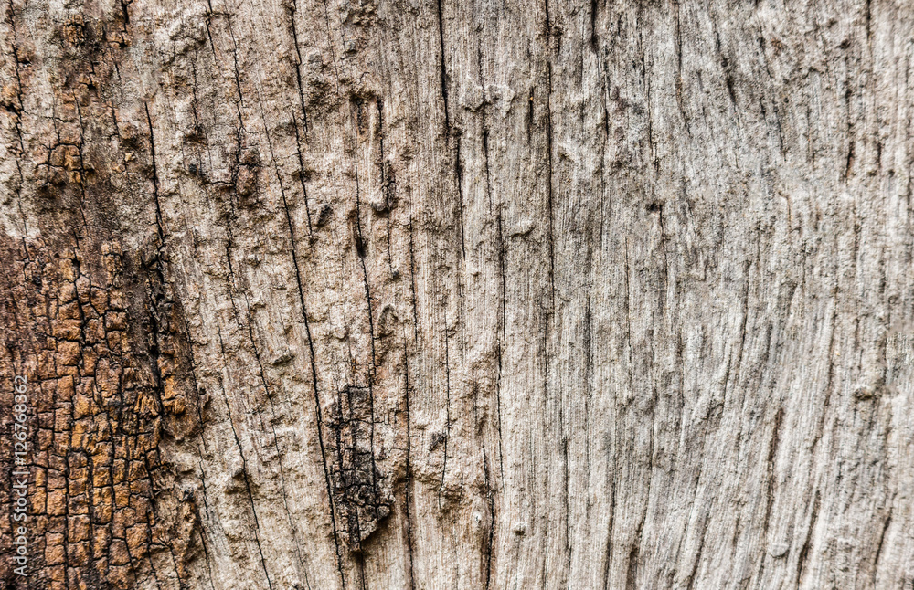 Fototapeta premium texture of bark wood use as natural background