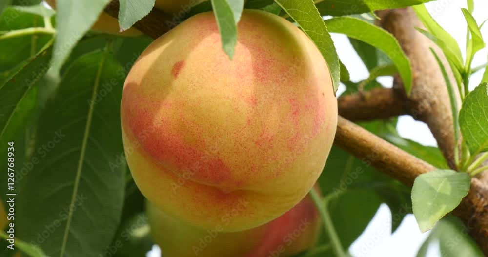 Gyeongsan, Korea, Swaying fresh peach on a tree
Gyeongsan, Korea, Swaying fresh peach on a tree