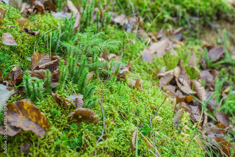 wood moss wood moss