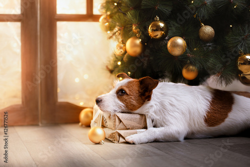 Fototapeta Naklejka Na Ścianę i Meble -  Jack Russell Terrier dog. Christmas season 2017, new year,