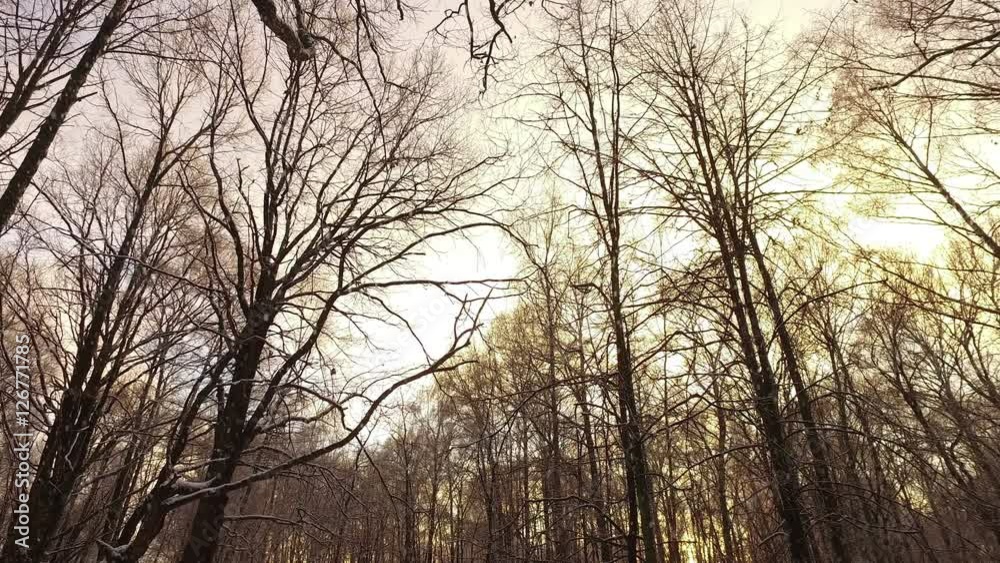 Trees in Winter Forest Trees in Winter Forest