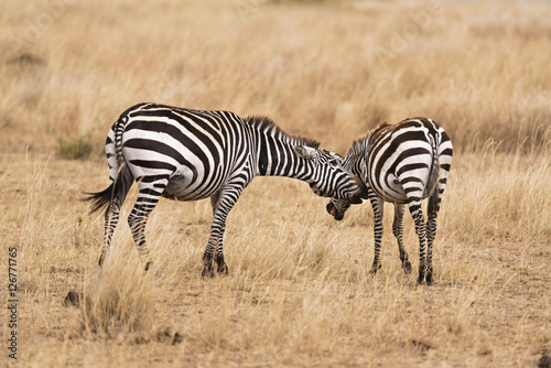 pair of zebras