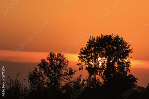 Russian trees at sunset