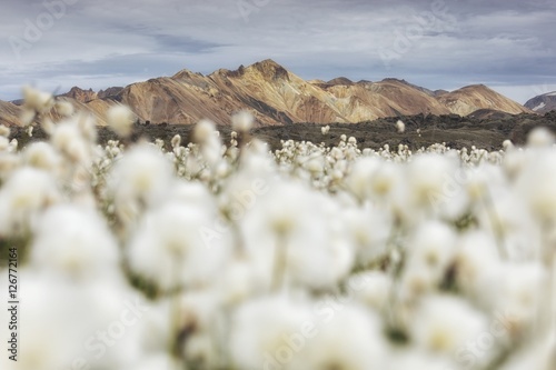 The multicoloured rhyolite mountains in the area of Landmannalaugar..In the foreground cottongrass field, South Iceland, Suðurland, Iceland, Europe photo