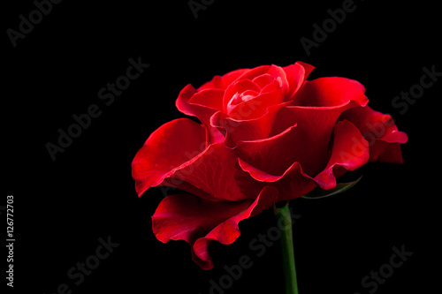 Beautiful red rose on black background  floral wallpaper