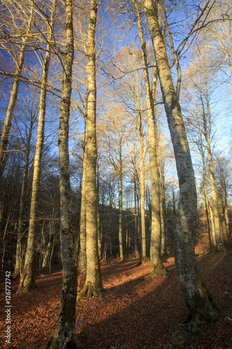 Passo di Forca d acero in autunno  un bosco tra Lazio e Abruzzo. Alberi  rocce e mille colori della natura