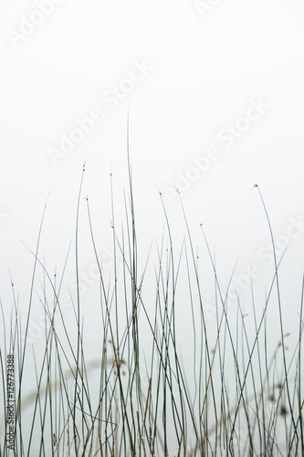 tall grass at waterfront