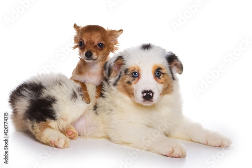 Puppy of the terrier and Australian Shepherd (isolated on white) © Dixi_