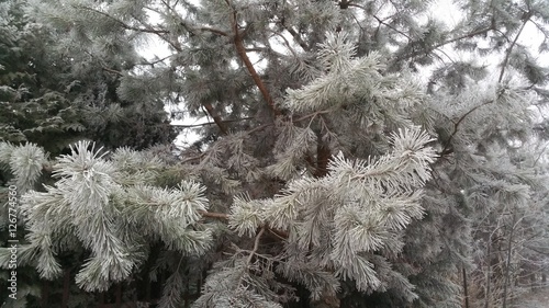 Fotografija frozen conifers in winter