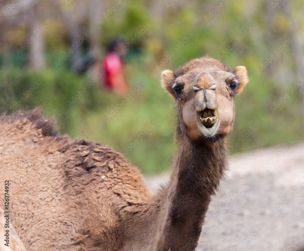 The ancient camel question is: One hump or two? Arabian camels, also known as dromedaries, have only one hump, but they employ it to great effect. The hump stores up to 80 pounds, 36 kilograms of fat