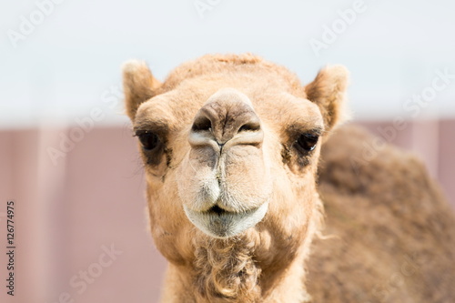 The ancient camel question is  One hump or two  Arabian camels  also known as dromedaries  have only one hump  but they employ it to great effect. The hump stores up to 80 pounds  36 kilograms of fat
