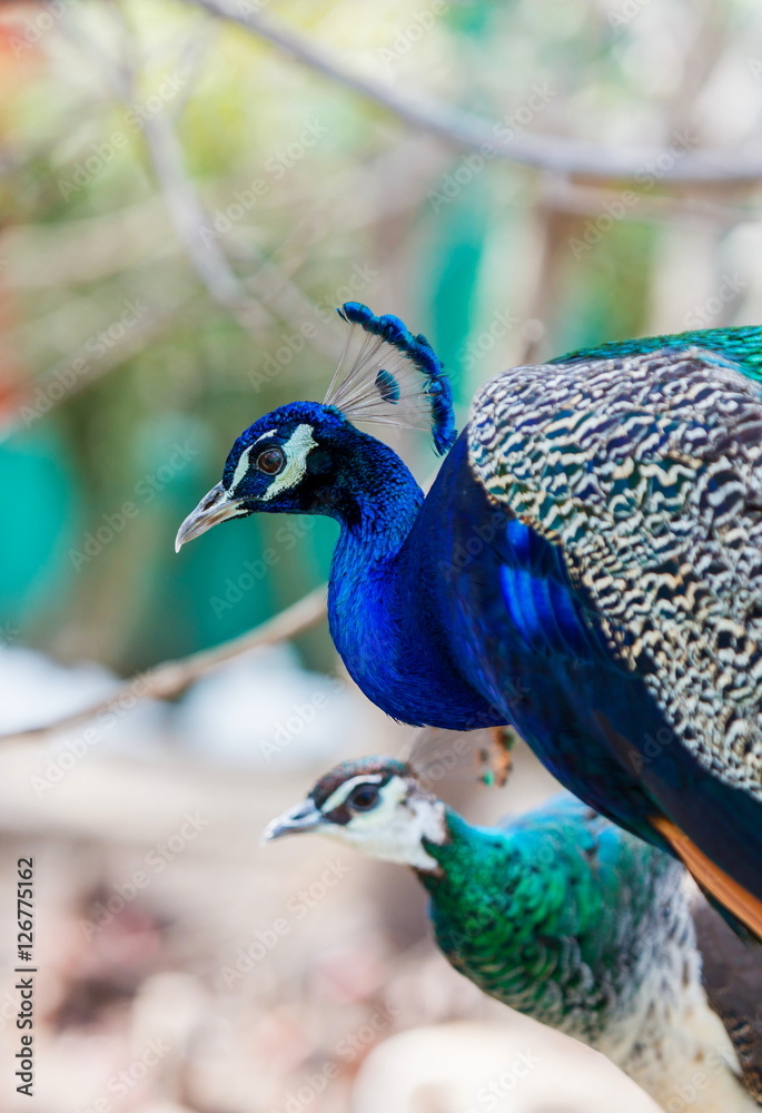 Fototapeta premium Commonly called the peacock. The Indian peafowl or blue peafowl, a large and brightly coloured bird, is a species of peafowl native to South Asia, but introduced in many other parts of the world.