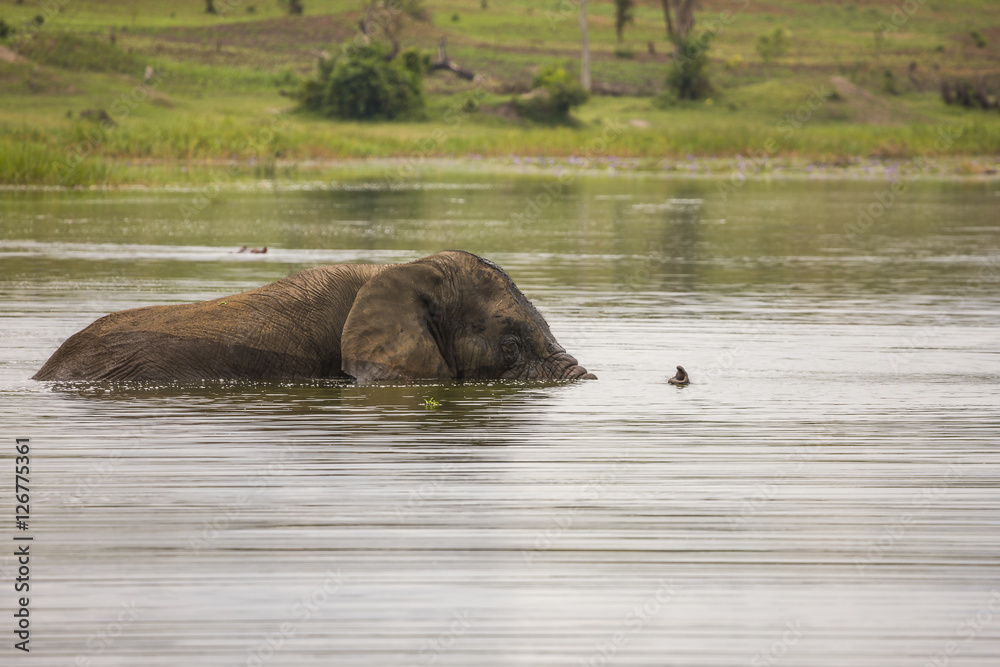 Old Elephant Bull swimming in Lake Akagera Old Elephant Bull swimming in Lake Akagera