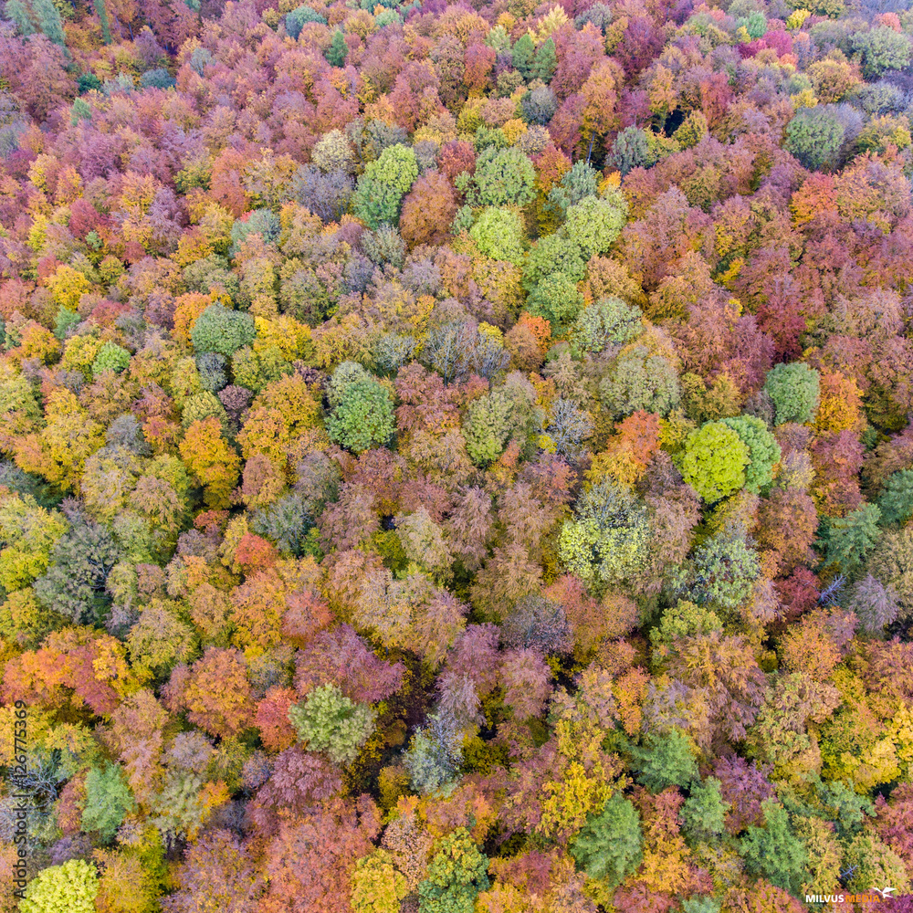Herbstwald Herbstwald