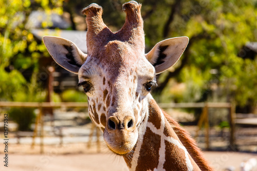 Giraffe Head Front