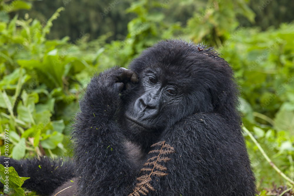 Pregnant Gorilla Lady Portrait Pregnant Gorilla Lady Portrait