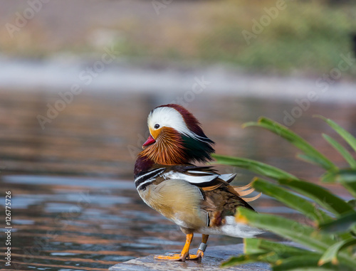 The mandarin duck is a perching duck species found in East Asia. It is medium-sized, at about fourteen inches long. It is closely related to the North American wood duck, the only other member.
