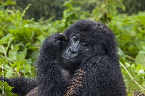 Pregnant Gorilla Lady Portrait