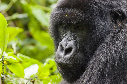Female Gorilla Portrait © VUSPhotography.com