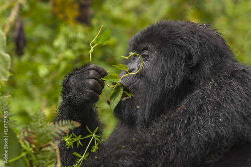 Female Gorilla Portrait