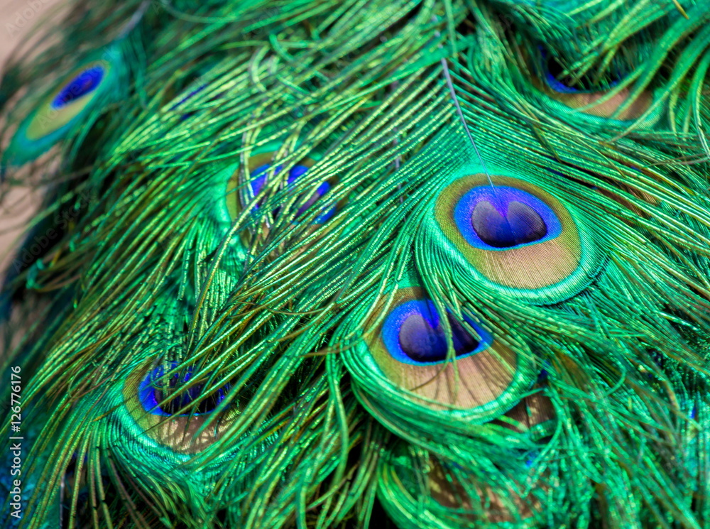 Fototapeta premium Commonly called the peacock. The Indian peafowl or blue peafowl, a large and brightly coloured bird, is a species of peafowl native to South Asia, but introduced in many other parts of the world.