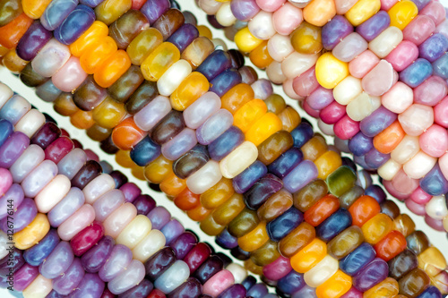 macro view of glass gem ears, unique variety of rainbow colored corn