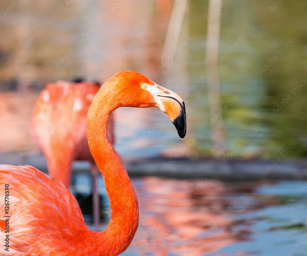 Fototapeta premium Flamingos or flamingoes are a type of wading bird. These shots were taken in Mexico where they can be seen wading and sifting through the water feeding on shrimps and other insects.