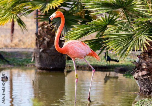 Flamingos or flamingoes are a type of wading bird. These shots were taken in Mexico where they can be seen wading and sifting through the water feeding on shrimps and other insects.