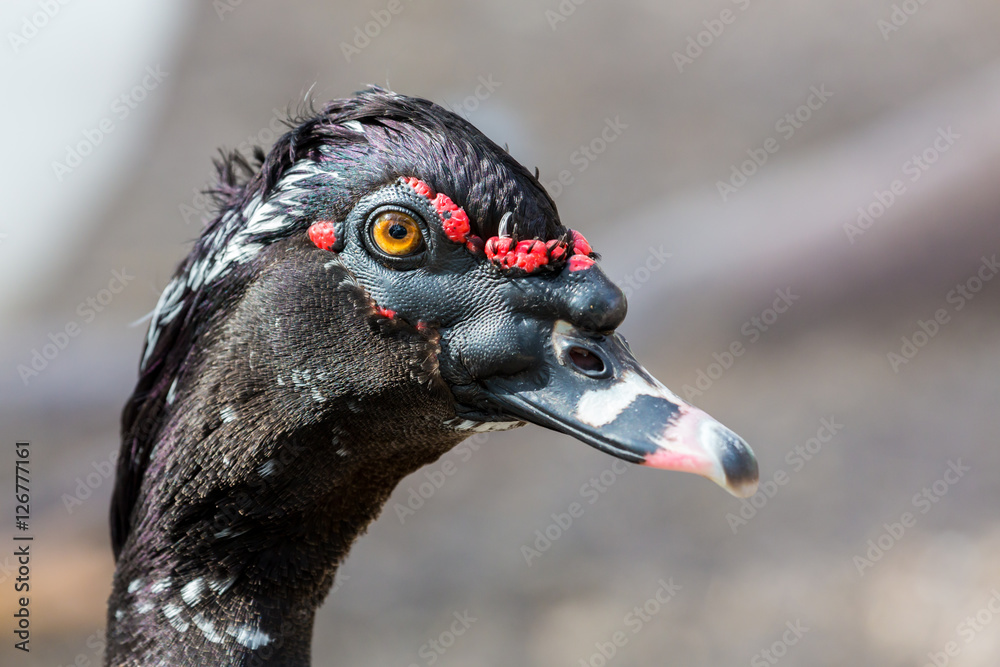The Muscovy duck is a large duck native to Mexico, Central, and South America. Small wild and feral breeding populations have established themselves in the United States. The Muscovy duck is a large duck native to Mexico, Central, and South America. Small wild and feral breeding populations have established themselves in the United States.