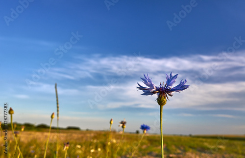 Blue Crambe flower in a meadow in spring .