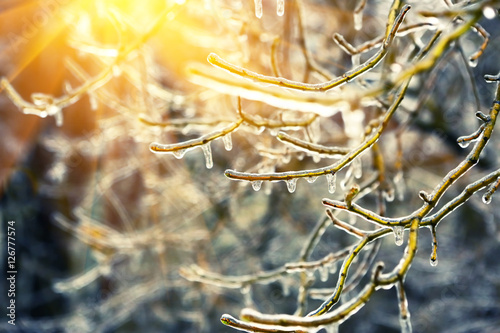 Frozen in ice tree branches, iced trees