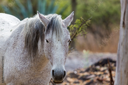 The mustang is a free-roaming horse of Mexico that descended from horses brought to the Americas by the Spanish. Mustangs are referred to as wild horses, they are properly defined as feral horses.