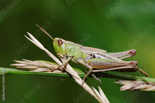 Fotografiet Grasshopper, Orthoptera, Caelifera