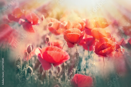 Selective focus on poppy flowers - Wild red poppy flowers in meadow lit by sun rays