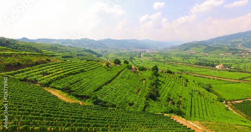 Fototapeta Naklejka Na Ścianę i Meble -  The vineyards on the Italian hills.